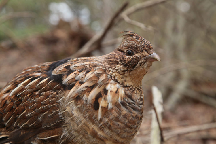 Agencies partner in support of troubled game bird